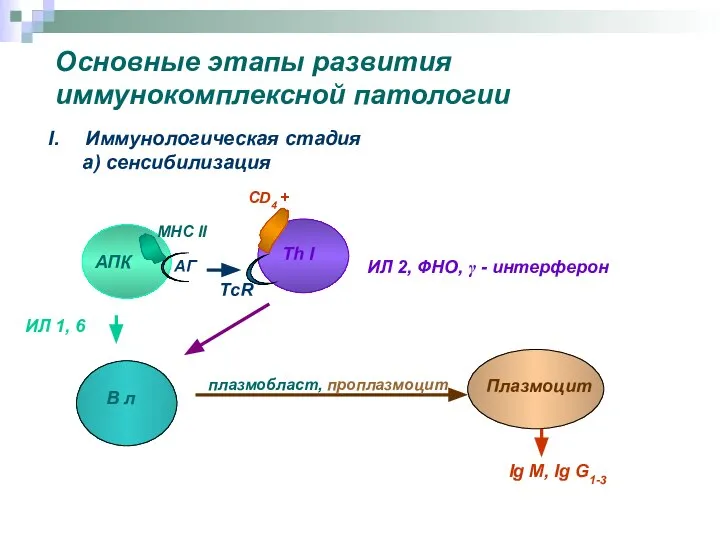 Основные этапы развития иммунокомплексной патологии Иммунологическая стадия а) сенсибилизация АПК Th