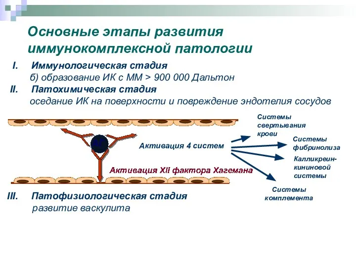 Иммунологическая стадия б) образование ИК с ММ > 900 000 Дальтон