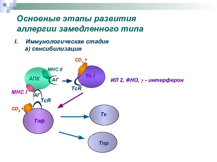 Основные этапы развития аллергии замедленного типа Иммунологическая стадия а) сенсибилизация АПК