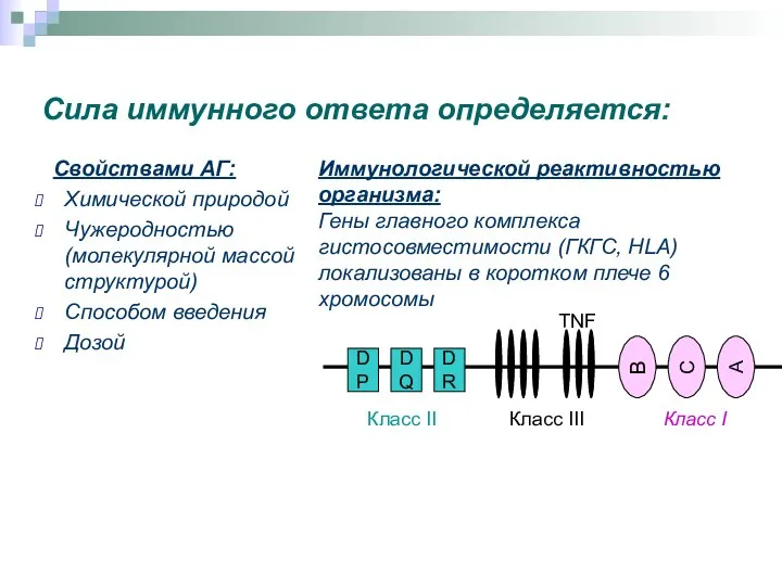 Сила иммунного ответа определяется: Свойствами АГ: Химической природой Чужеродностью (молекулярной массой