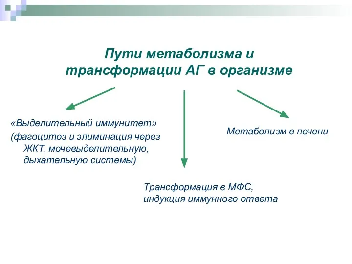 Пути метаболизма и трансформации АГ в организме «Выделительный иммунитет» (фагоцитоз и