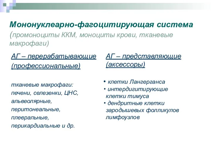 Мононуклеарно-фагоцитирующая система (промоноциты ККМ, моноциты крови, тканевые макрофаги) АГ – перерабатывающие