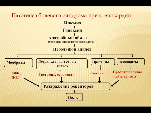 Патогенез болевого синдрома при стенокардии Ишемия Гипоксия Анаэробный обмен (молочная, пировиноградная