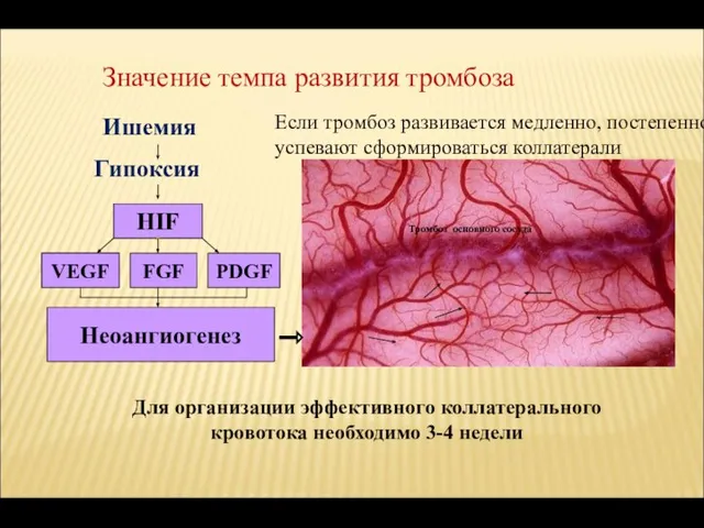 Значение темпа развития тромбоза HIF VEGF FGF Неоангиогенез Ишемия Для организации