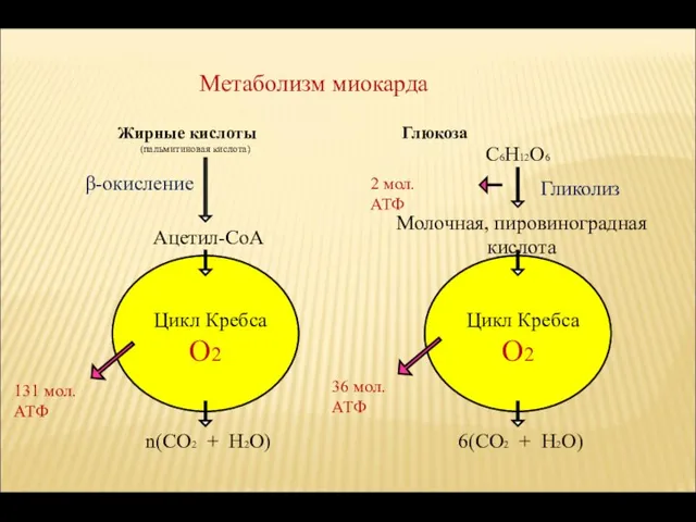 Метаболизм миокарда Жирные кислоты Глюкоза β-окисление Ацетил-СоА Цикл Кребса n(СО2 +