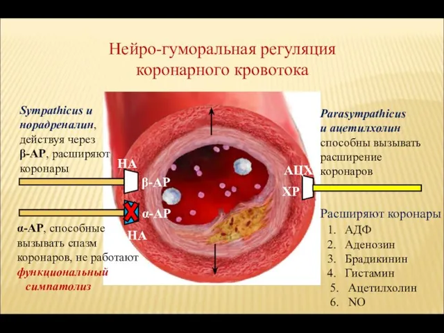 Нейро-гуморальная регуляция коронарного кровотока Sympathicus и норадреналин, действуя через β-АР, расширяют