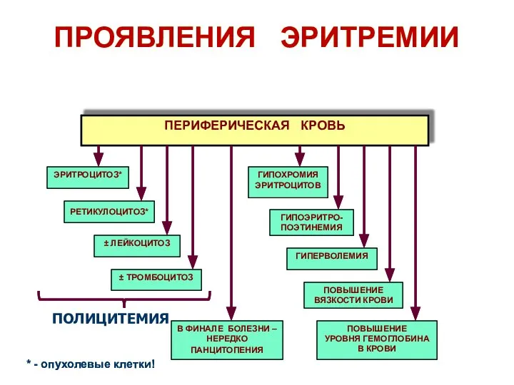 ПРОЯВЛЕНИЯ ЭРИТРЕМИИ ПЕРИФЕРИЧЕСКАЯ КРОВЬ ПОЛИЦИТЕМИЯ * - опухолевые клетки! ПРОЯВЛЕНИЯ ЭРИТРЕМИИ