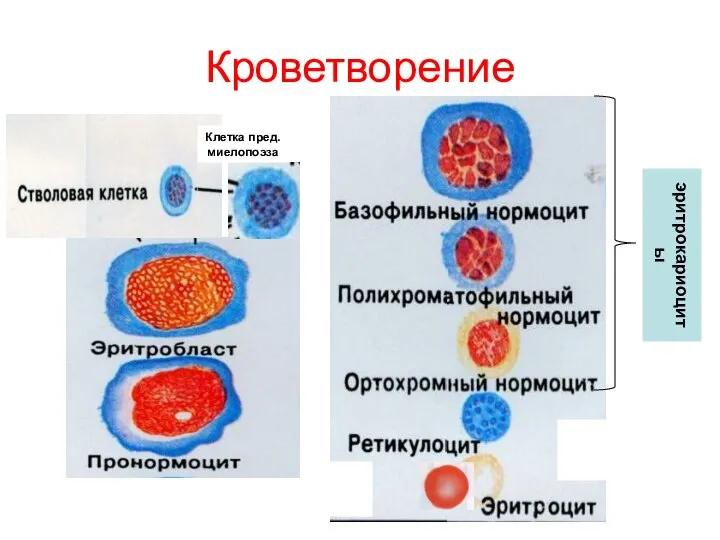 Кроветворение Клетка пред. миелопоэза эритрокариоциты