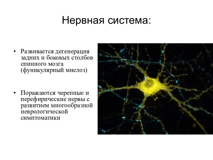 Нервная система: Развивается дегенерация задних и боковых столбов спинного мозга (фуникулярный