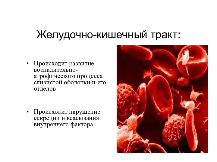 Желудочно-кишечный тракт: Происходит развитие воспалительно-атрофического процесса слизистой оболочки и его отделов