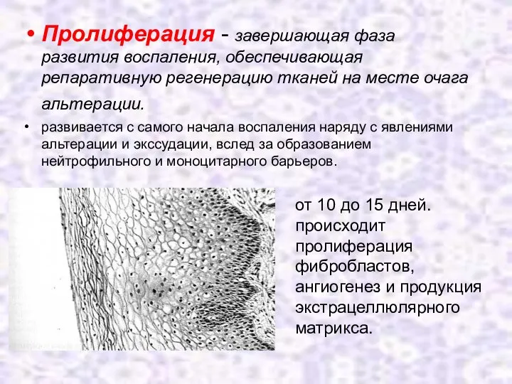 Пролиферация - завершающая фаза развития воспаления, обеспечивающая репаративную регенерацию тканей на