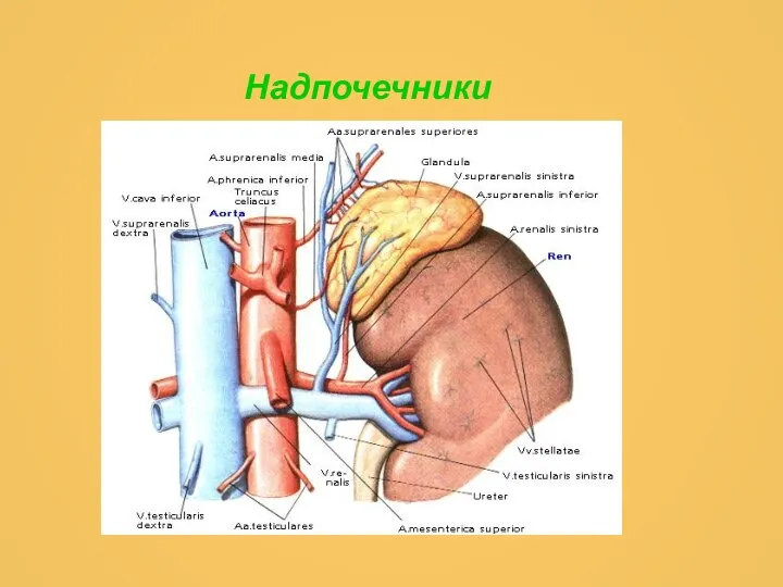 Надпочечники