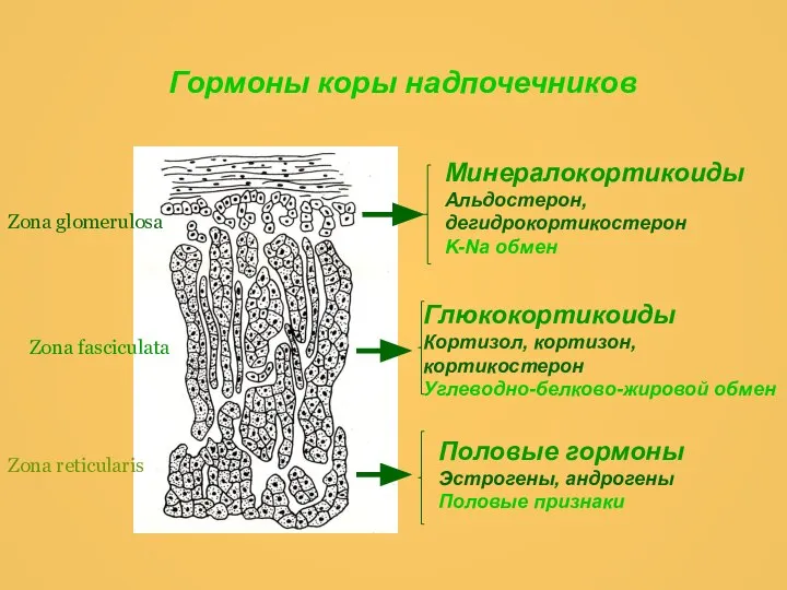 Гормоны коры надпочечников Zona glomerulosa Zona fasciculata Zona reticularis Минералокортикоиды Альдостерон,