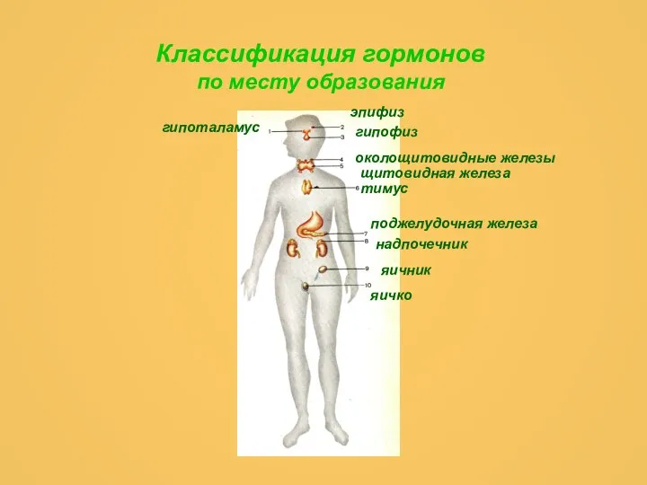 Классификация гормонов по месту образования гипоталамус эпифиз гипофиз околощитовидные железы щитовидная