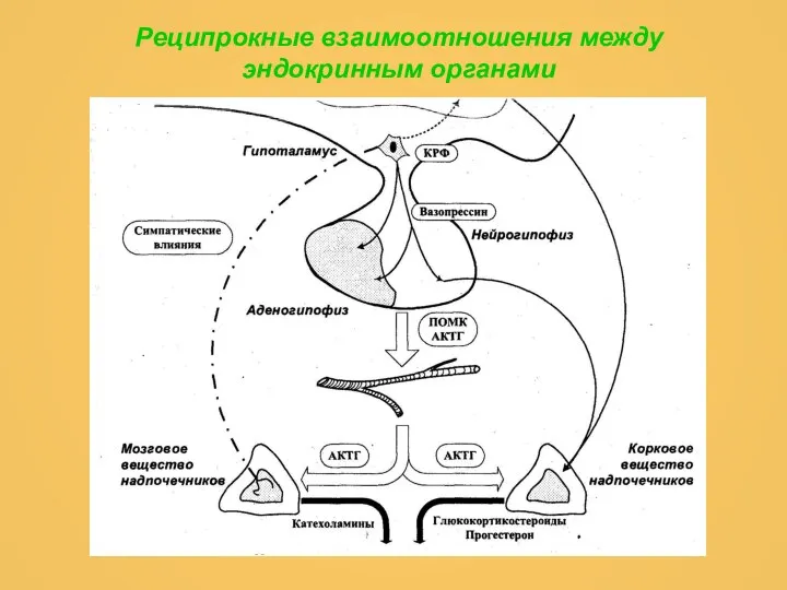 Реципрокные взаимоотношения между эндокринным органами