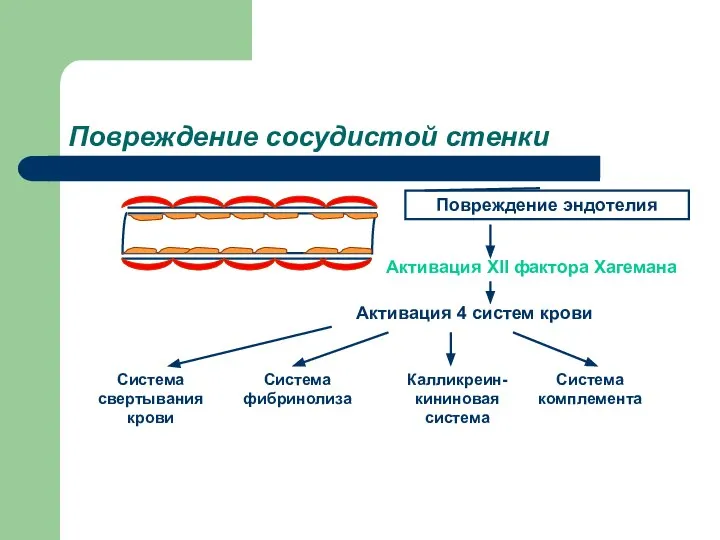 Повреждение сосудистой стенки Повреждение эндотелия Активация XII фактора Хагемана Активация 4