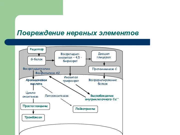 Повреждение нервных элементов Рецептор G-белок Фосфатидил-инозитол – 4,5 - бифосфат Диацил