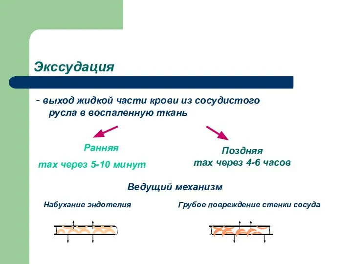 Экссудация - выход жидкой части крови из сосудистого русла в воспаленную