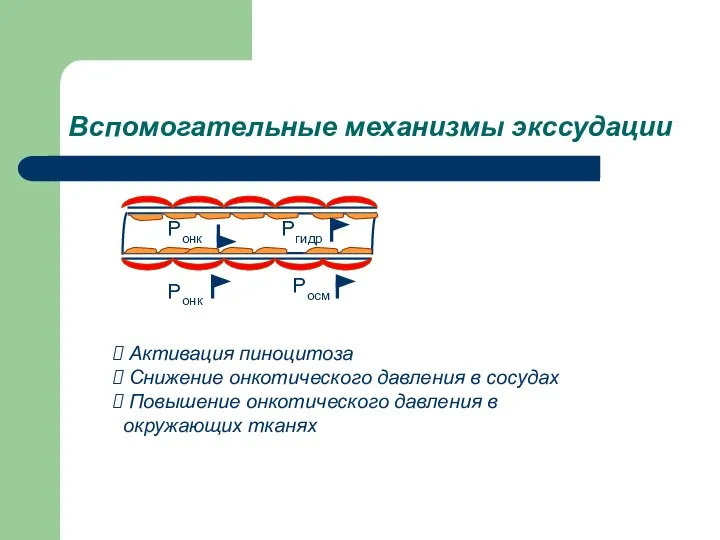 Вспомогательные механизмы экссудации Активация пиноцитоза Снижение онкотического давления в сосудах Повышение