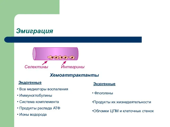 Эмиграция Селектины Интегрины Хемоаттрактанты Эндогенные Все медиаторы воспаления Иммуноглобулины Система комплемента