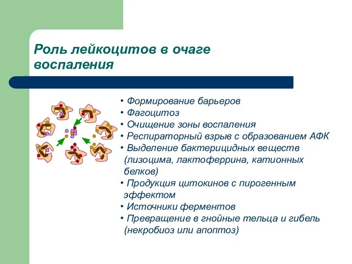 Роль лейкоцитов в очаге воспаления Формирование барьеров Фагоцитоз Очищение зоны воспаления