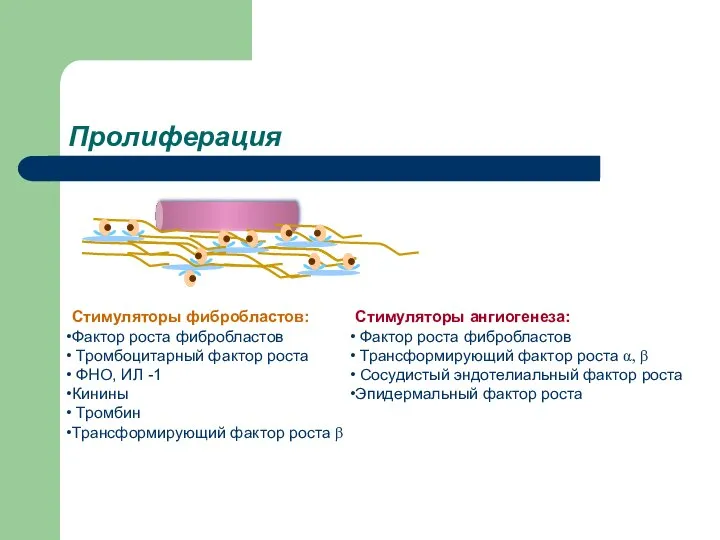 Пролиферация Стимуляторы фибробластов: Фактор роста фибробластов Тромбоцитарный фактор роста ФНО, ИЛ