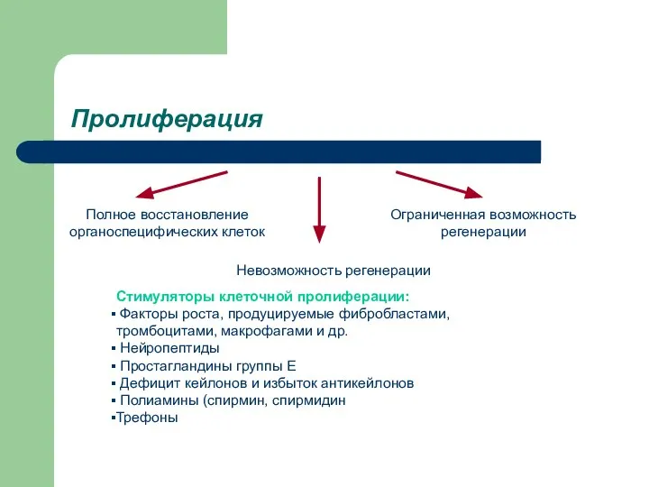 Пролиферация Полное восстановление органоспецифических клеток Ограниченная возможность регенерации Невозможность регенерации Стимуляторы