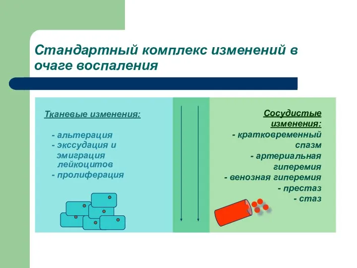 Стандартный комплекс изменений в очаге воспаления Тканевые изменения: - альтерация -