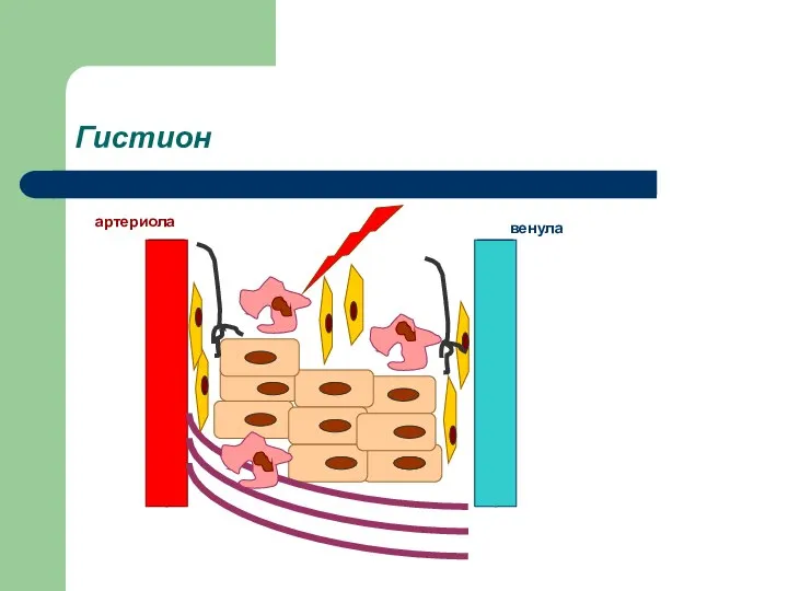 Гистион артериола венула