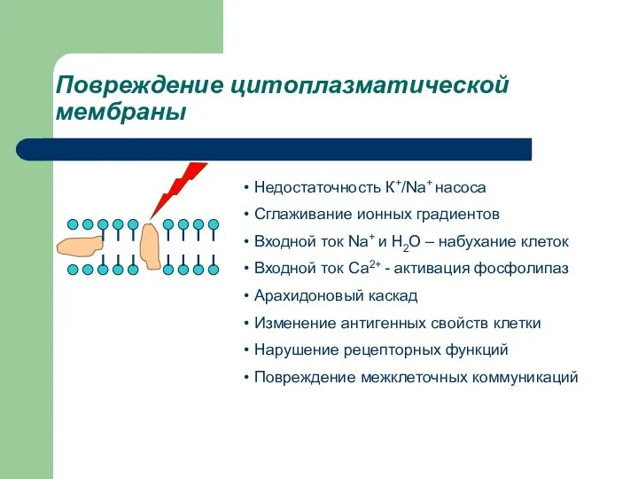 Повреждение цитоплазматической мембраны Недостаточность К+/Na+ насоса Сглаживание ионных градиентов Входной ток