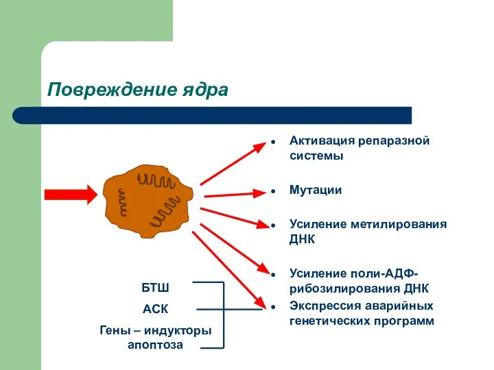 Повреждение ядра Активация репаразной системы Мутации Усиление метилирования ДНК Усиление поли-АДФ-рибозилирования