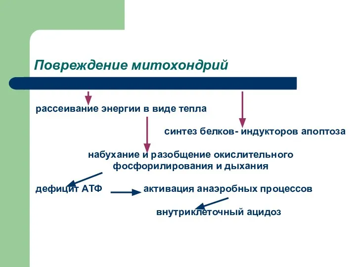 Повреждение митохондрий рассеивание энергии в виде тепла синтез белков- индукторов апоптоза