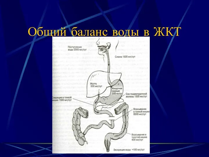 Общий баланс воды в ЖКТ