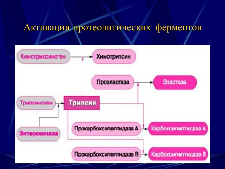 Активация протеолитических ферментов