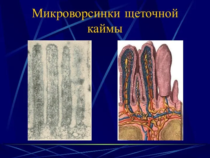 Микроворсинки щеточной каймы