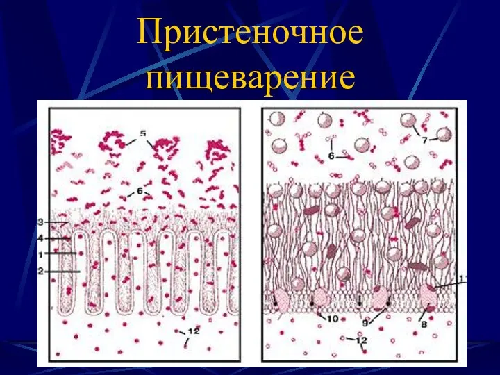 Пристеночное пищеварение