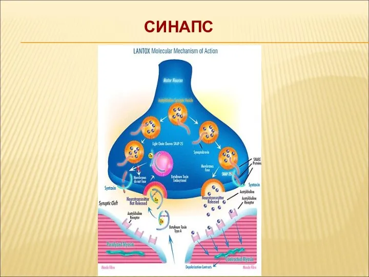 СИНАПС