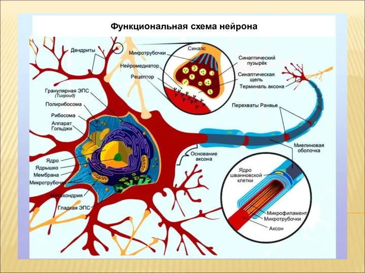 Функциональная схема нейрона