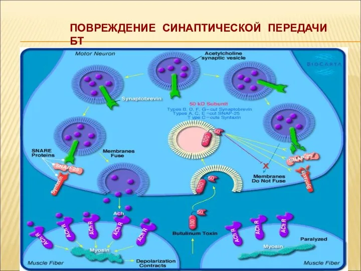 ПОВРЕЖДЕНИЕ СИНАПТИЧЕСКОЙ ПЕРЕДАЧИ БТ