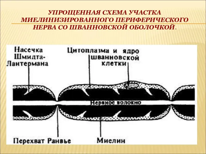 УПРОЩЕННАЯ СХЕМА УЧАСТКА МИЕЛИНИЗИРОВАННОГО ПЕРИФЕРИЧЕСКОГО НЕРВА СО ШВАННОВСКОЙ ОБОЛОЧКОЙ.