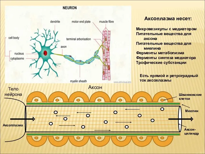 Тело нейрона Аксон- цилиндр Миелин Шванновские клетки Аксоплазма Аксоплазма несет: Микровезикулы