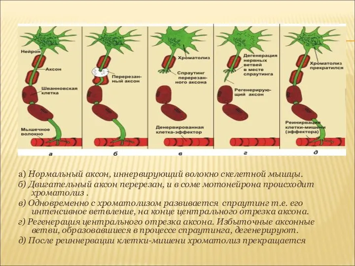 а) Нормальный аксон, иннервирующий волокно скелетной мышцы. б) Двигательный аксон перерезан,