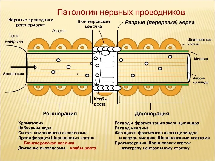 Тело нейрона Аксон- цилиндр Миелин Аксон Патология нервных проводников Шванновские клетки