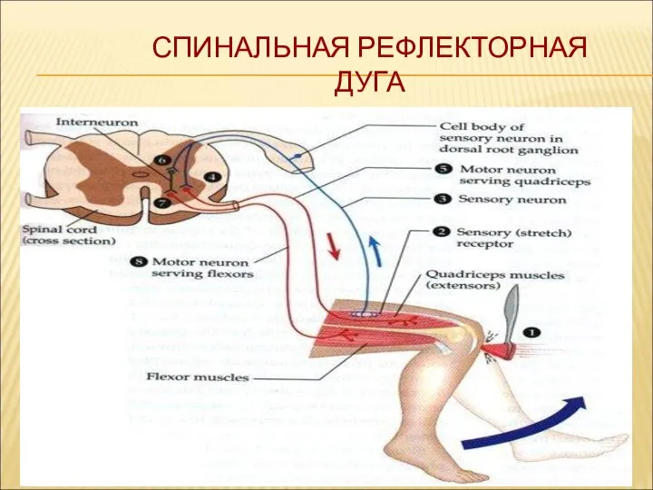 СПИНАЛЬНАЯ РЕФЛЕКТОРНАЯ ДУГА