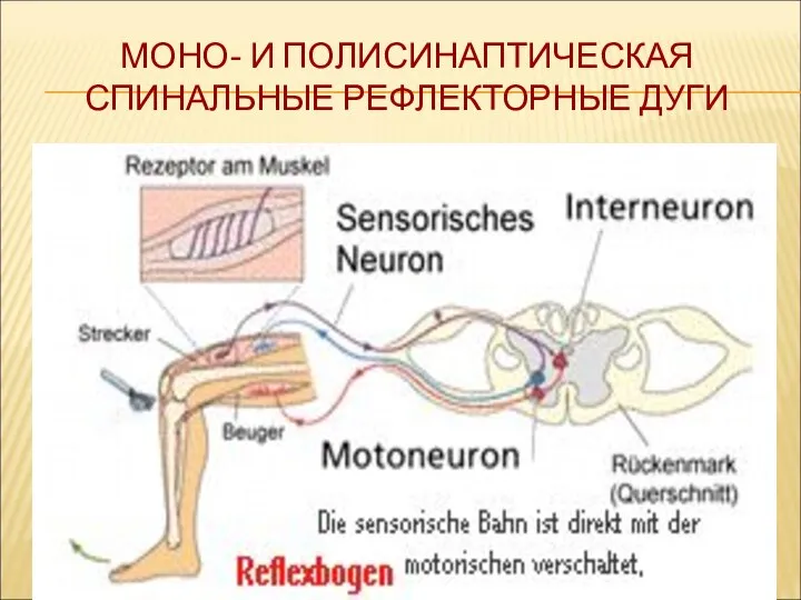 МОНО- И ПОЛИСИНАПТИЧЕСКАЯ СПИНАЛЬНЫЕ РЕФЛЕКТОРНЫЕ ДУГИ