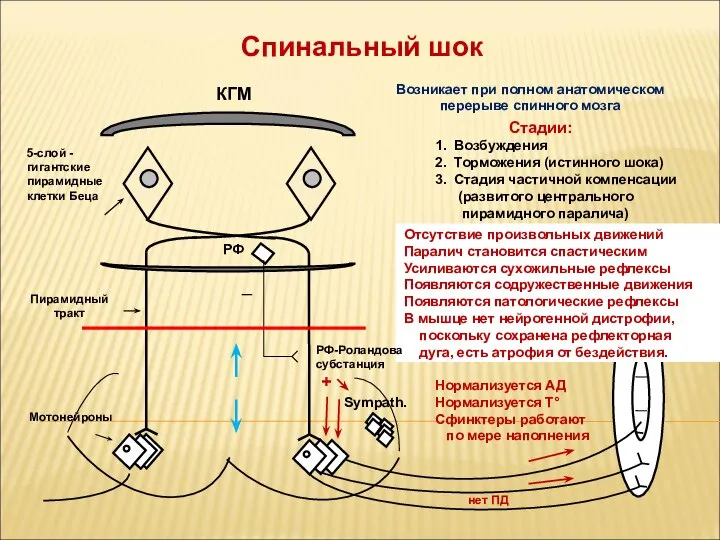 КГМ 5-слой - гигантские пирамидные клетки Беца Пирамидный тракт Мотонейроны Возникает