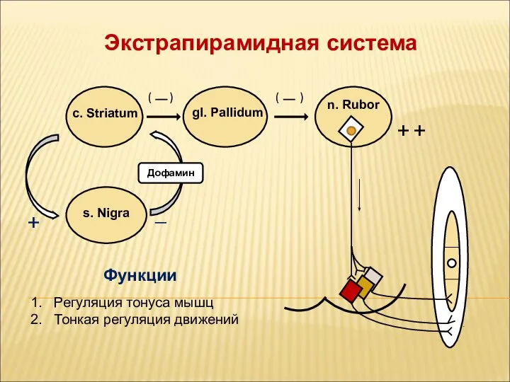 Экстрапирамидная система n. Rubor gl. Pallidum c. Striatum ( ) (