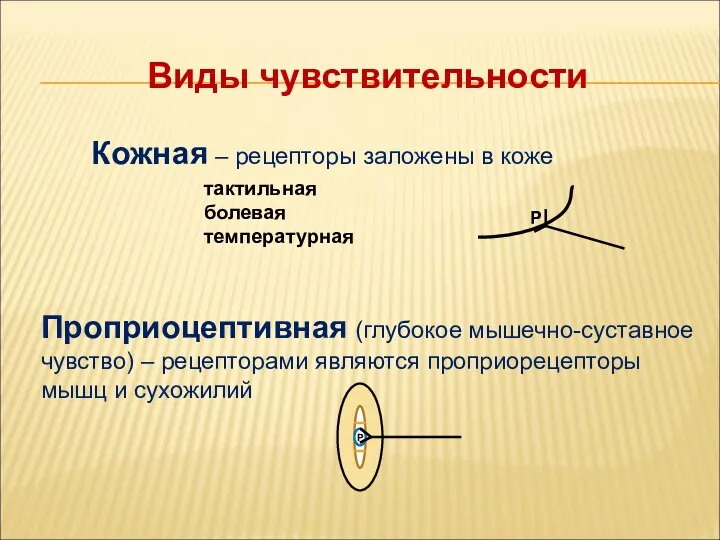 Виды чувствительности Кожная – рецепторы заложены в коже тактильная болевая температурная