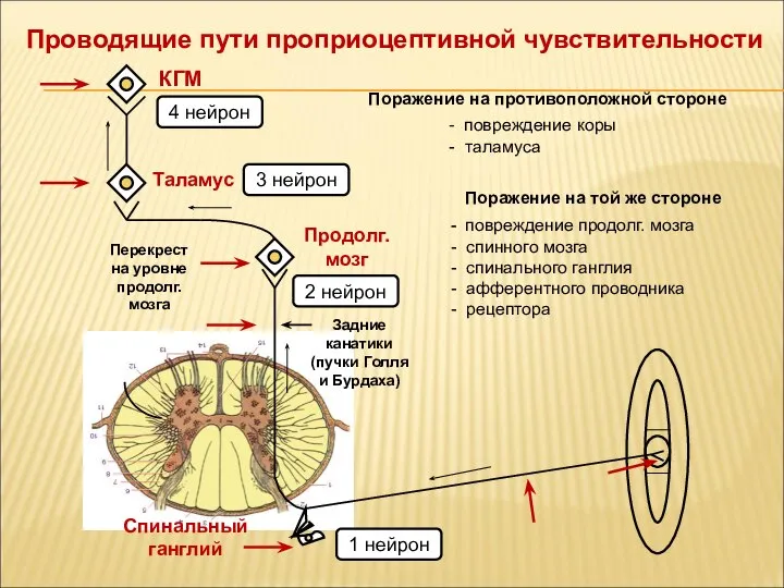 Проводящие пути проприоцептивной чувствительности Спинальный ганглий 2 нейрон 1 нейрон Перекрест