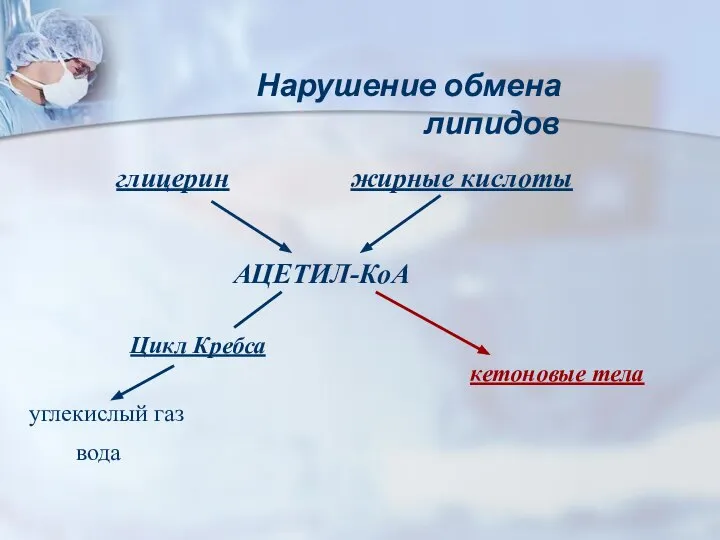 Нарушение обмена липидов вода жирные кислоты глицерин АЦЕТИЛ-КоА Цикл Кребса углекислый газ кетоновые тела